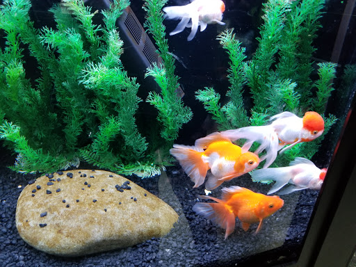 Tropical Fish Store «Aquarium Adventure Superstore», reviews and photos, 3649 Fishinger Blvd, Hilliard, OH 43026, USA