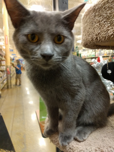 Pet Supply Store «PetSmart», reviews and photos, 150 E Blackstock Rd a, Spartanburg, SC 29301, USA