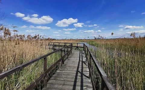 Footbridge among marshes image