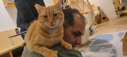 KitTea Cat Lounge image