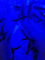 Photo n°18 de BODYFISH à Horbourg-Wihr ()