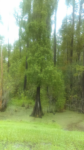 Golf Club «Waldorf Astoria Golf Club», reviews and photos, 14224 Bonnet Creek Resort Ln, Orlando, FL 32821, USA