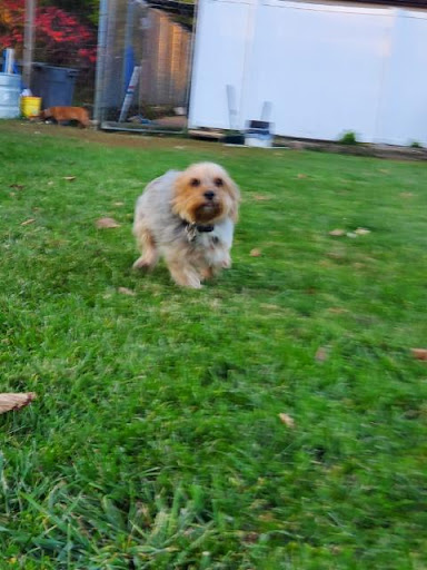 Bridgewater Pet Boarding llc