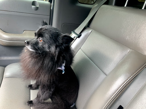 Pet Store «Tender Touch Pet Grooming», reviews and photos, 1902 Old Atlanta Rd, Griffin, GA 30223, USA