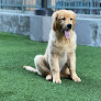 Best Places To Buy A Golden Retriever In San Francisco Near You