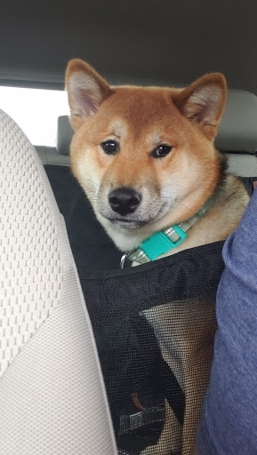 Pet Supply Store «PetSmart», reviews and photos, 715 S 72nd St, Omaha, NE 68114, USA