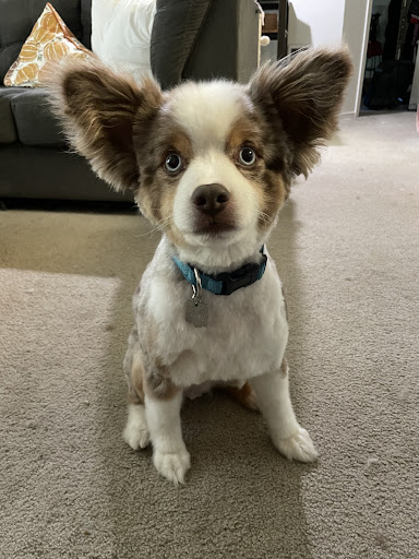 Pet Supply Store «Petco Animal Supplies», reviews and photos, 8775 SW Tualatin-Sherwood Rd, Tualatin, OR 97062, USA