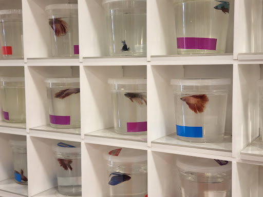 Pet Supply Store «PetSmart», reviews and photos, 8105 Moores Ln Ste 1300, Brentwood, TN 37027, USA