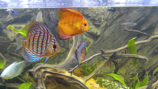 Tropical Fish Store «West Lake Aquarium», reviews and photos, 710 E Whittier Blvd, La Habra, CA 90631, USA