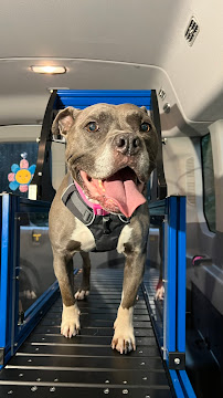 This Pup Runs LLC - Photo 6 - Car repair in , Brockton