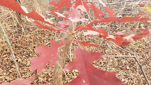 State Park «Bethpage State Park», reviews and photos, 99 Quaker Meeting House Rd, Farmingdale, NY 11735, USA