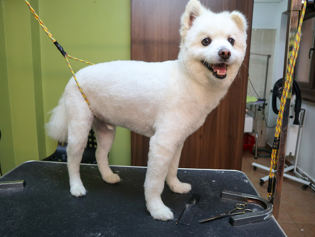 ChicDog - Salon Canin Timisoara, Frizerie Canina, Salon Tuns Caini - Salon de înfrumusețare