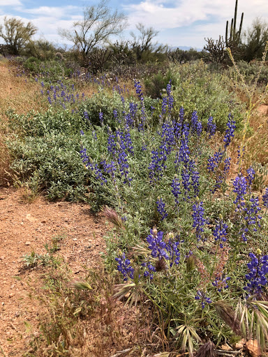 Recreational Vehicle Rental Agency «Extreme Arizona ATV & Jet Ski Rentals», reviews and photos, 6921 E Cave Creek Rd, Cave Creek, AZ 85331, USA