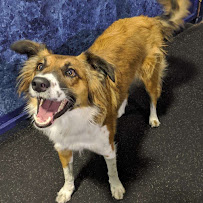 Metro Dog - Photo 6 - Car repair in Seattle, WA, Bellevue