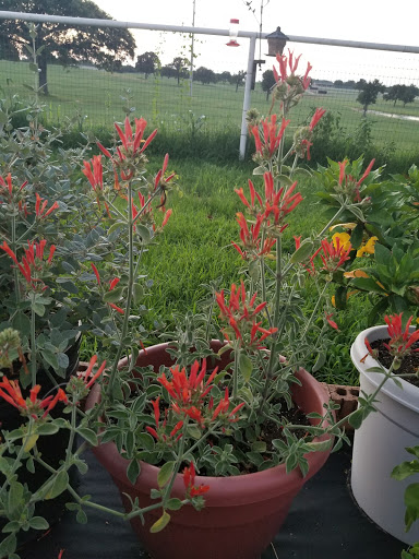 Plant Nursery «Guerin Nursery and Boutique», reviews and photos, 1418 Fall Creek Hwy, Granbury, TX 76049, USA