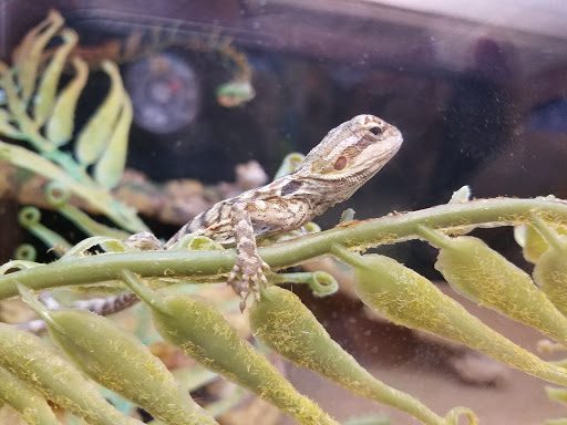 Pet Supply Store «PetSmart», reviews and photos, 5401 N Garland Ave, Garland, TX 75040, USA