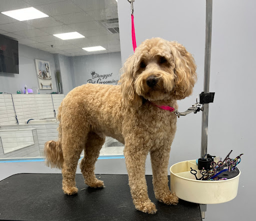 Shagget Pet Grooming