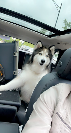 Used Car Dealer «Definitive Motors», reviews and photos, 203 116th Ave NE, Bellevue, WA 98004, USA