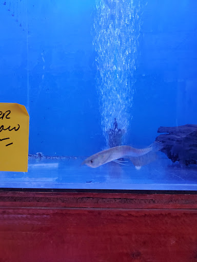 Aquarium Shop «Total Fish & Pets», reviews and photos, 137 Valley Blvd, Alhambra, CA 91801, USA