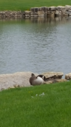 Golf Course «Black Hawk Run Golf Course», reviews and photos, 3501 S Golf Rd, Stockton, IL 61085, USA