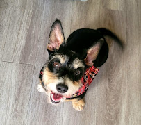 Sloppy Dog Wash - Photo 2 - Car repair in Tulsa, OK, Broken Arrow