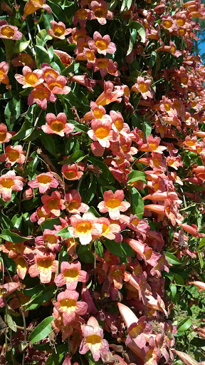 Centro de la Naturaleza y Arboretum de Houston