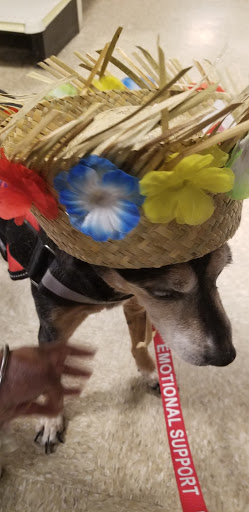 Pet Supply Store «PetSmart», reviews and photos, 777 S Willow St, Manchester, NH 03103, USA