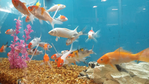 Pet Supply Store «PetSmart», reviews and photos, 3131 E Main St, Mohegan Lake, NY 10547, USA