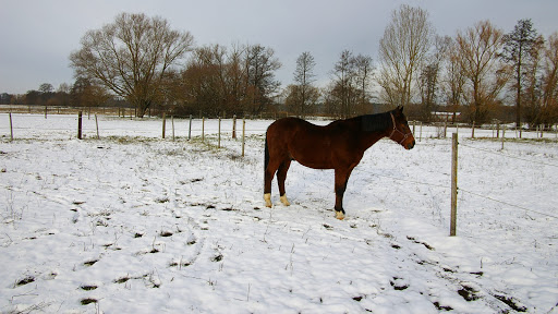 Horse Stable Nuremberg Neunhof