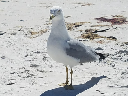 Tattoo Shop «Times Square Tattoo», reviews and photos, 959 Estero Blvd, Fort Myers Beach, FL 33931, USA