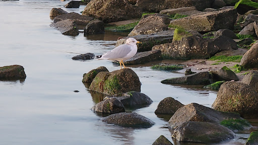 Park «Conimicut point park», reviews and photos, Point Ave, Warwick, RI 02889, USA