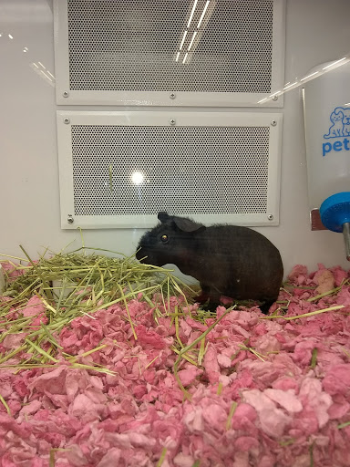 Pet Supply Store «Petco Animal Supplies», reviews and photos, 3454 Palmer Dr #7a, Cameron Park, CA 95682, USA