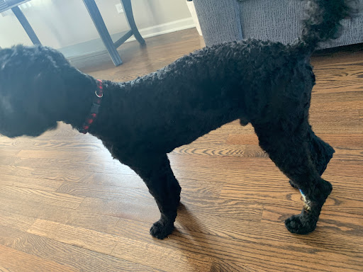 Pet Supply Store «PetSmart», reviews and photos, 4465 US-14, Crystal Lake, IL 60014, USA