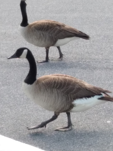 Car Dealer «Volvo Cars Silver Spring», reviews and photos, 3121 Automobile Blvd, Silver Spring, MD 20904, USA