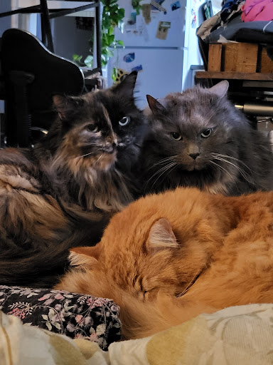 Bearspaw Cat Boarding