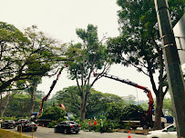 Folsom Tree Services - Photo 5 - Car repair in , Sacramento