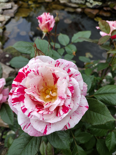 Garden Center «Riverview Tree & Landscaping, Inc.», reviews and photos, 3049 Pricetown Rd, Temple, PA 19560, USA