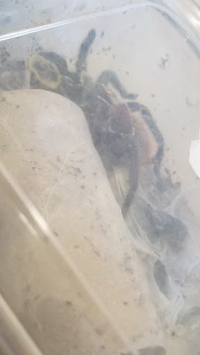 Pet Store «Oasis Tropicals», reviews and photos, 507 Commerce St, Pleasanton, TX 78064, USA