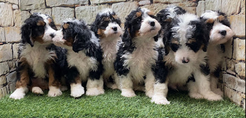 The Bernedoodles | Mini-Bernedoodle Puppies
