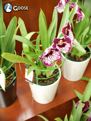 Grocery Store «The Goose», reviews and photos, 14485 WA-525, Langley, WA 98260, USA