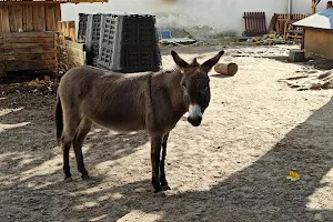 Donkey Reserve image