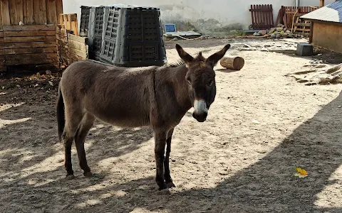 Donkey Reserve image