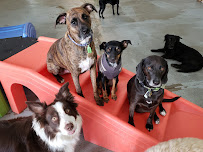 Puppy Playground - Photo 2 - Car repair in Indianapolis, IN, Indianapolis