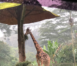 Head Office Taman Safari Indonesia photo