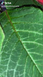 Photo n°20 de Institut Linda Collins Beauty - Épilation pour homme à Nice à Nice ()