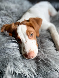 The Pet Sitter PLUS - Photo 4 - Car repair in , Flint