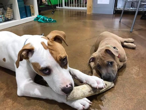 Pet Supply Store «Happy Re Tales», reviews and photos, 101 Creekside Crossing, Brentwood, TN 37027, USA