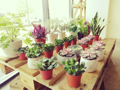 Uproot Plants Store