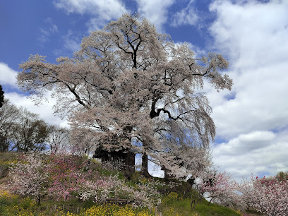 天神夫婦桜