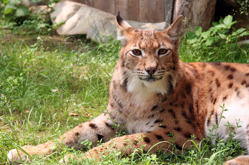 Animal Shelter «Animal Adventures Family Zoo & Rescue Center», reviews and photos, 336 Sugar Rd, Bolton, MA 01740, USA